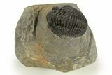 Bargain, Detailed Gerastos Trilobite Fossil - Morocco #323178-2